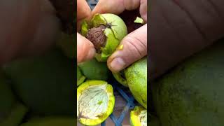 We Picked Walnuts For Your Satisfying ASMR Fix [upl. by Milan725]