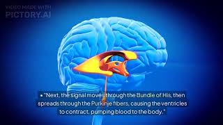 Understanding the Hearts Electrical Conduction System [upl. by Klute109]