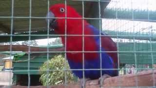 Eclectus Parrot talking [upl. by Yentruocal499]