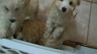 Toy Poodle Puppies 8 weeks [upl. by Smallman264]