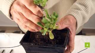 Bonsai tutorial il rinvaso di piante grasse [upl. by Dnalerb]