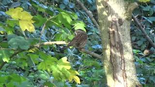 Dunnock UK Wildlife [upl. by Lraep]