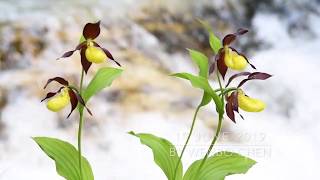 Cypripedium calceolus in situ [upl. by Eicnarf]