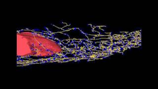 Mammary gland ductal tree reconstruction using ImageJ 3D viewer in Fiji [upl. by Lilaj]