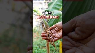 Episode105 of Vedic Recipes सर्पगंधा  Black snake root for treating depression anxiety panick [upl. by Abihsat]