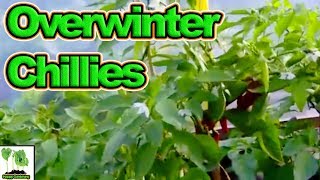 How To Overwinter Chilli Plants In The UK [upl. by Petronia]