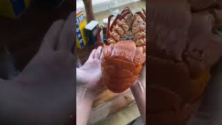 seafood spinylobster lobster crab seafoodboil food delicious yummy asmr facts [upl. by Moshell284]