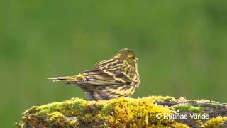 European Serin Verdecillo Serinus serinus [upl. by Harras904]