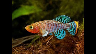 14 Most Colorful Freshwater fish [upl. by Mairem]