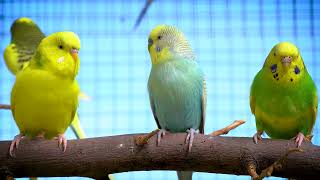 Sound Therapy Budgie Sounds in spring beautiful sunny day [upl. by Almap586]