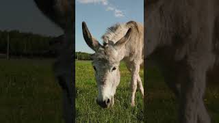 DONKEYS FOR KIDS  Learn about farm animals for kids shorts [upl. by Scherman]