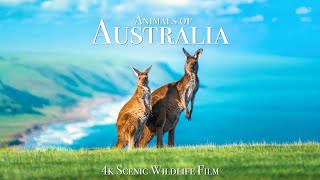 Animals of Australia 4K  Scenic Wildlife Film With Calming Music [upl. by Saduj549]