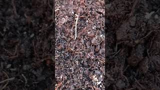 Planting garlic selfsustainableliving selfsufficiency gardening [upl. by Lanni]