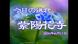 鎌倉の紫陽花【明月院】今日の開花状況は？その⑥2024年6月11日 [upl. by So]