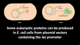 Proteins like GCSF can be produced in E coli cells from plasmid vectors containing lac promoter [upl. by Lilyan]