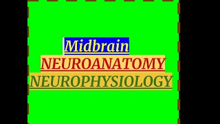 MIDBRAIN NEUROANATOMY NEUROPHYSIOLOGY [upl. by Gignac]