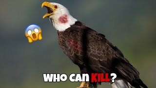 6 Eagles That Could Defeat A Bald Eagle [upl. by Kaile]