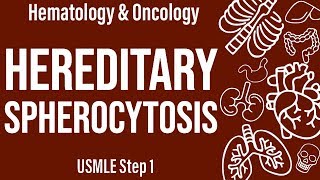 Hereditary Spherocytosis HemeOnc  USMLE Step 1 [upl. by Sivla568]