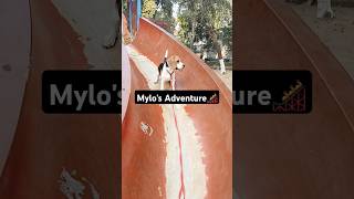 Mylos Adventure 🎢 ytshorts beaglepuppy trendingsong viralvideo adventure doglover cute [upl. by Granese136]