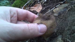 Lycoperdon perlatum  puffball [upl. by Vijnas]