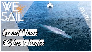 BIG News and a BIG BLUE WHALE ENCOUNTER  Episode 109 [upl. by Allx999]