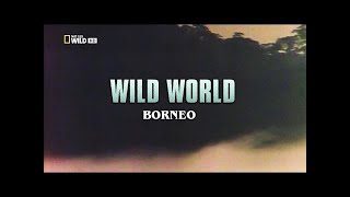 Best Attacks Of Wild Animals 2017  Wild World  Borneo  Nat Geo Wild HD [upl. by Ivar]