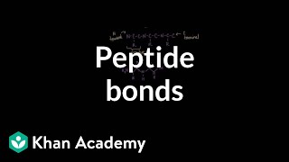 Peptide bonds Formation and cleavage  Chemical processes  MCAT  Khan Academy [upl. by Lunetta954]