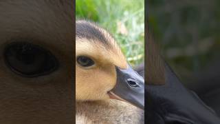 Baby duckers😍 cute cuteanimals cuteanimalvideos life real backyardwildlife duck [upl. by Dannie569]