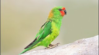 10 Most Colorful Lorikeets on Planet Earth [upl. by Ehud686]