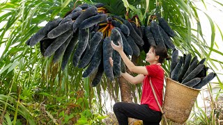 WOMEN Harvesting Black Wild Chili Goes to Market Sell  Harvesting and Cooking  Lý Tiểu Luyến [upl. by Malorie]