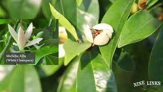 Banana Shrub Blooming 含笑花 [upl. by Howzell]