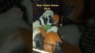 Guinea pigGuinea pig soundGuinea pig sound meaning [upl. by Matland476]