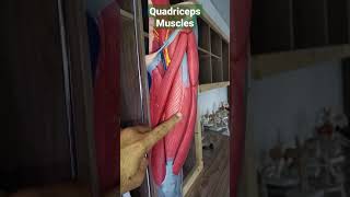 Quadriceps Muscles draqilshah anatomy viralvideos viral youtubeshorts muscle grossanatomy dr [upl. by Aitsirt907]