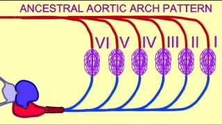 FISH GILLS COUNTERCURRENT FLOW [upl. by Colley]