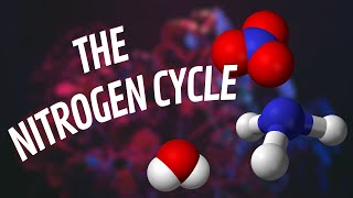 The Complete Guide to Understanding The Nitrogen Cycle 2023 [upl. by Anilet]