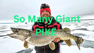 Lake Of The Woods  Huge Northern Pike Through The Ice  Sullivan Tip Downs Went To Work  New PB [upl. by Atiuqiram]