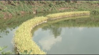 Growing Rice in Fishpond Yes We Did [upl. by Awhsoj844]