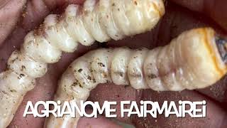 Agrianome fairmairei  Wood Boring Beetle Larvae [upl. by Beverle]