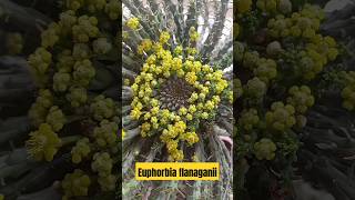 Cabeça de medusa euphorbia flanaganii euphorbiaflanaganii euphorbia flores flowers suculentas [upl. by Eiral]