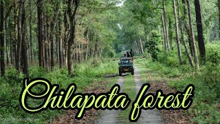 CHILAPATA FOREST  A DOCUMENTARY  DUARS  WEST BENGAL TOURISM [upl. by Marj]