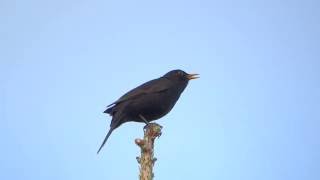 Common blackbird song  Turdus merula [upl. by Joliet882]