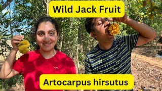 Harvesting amp Tasting Wild jackfruit Artocarpus Hirsutus [upl. by Ric]