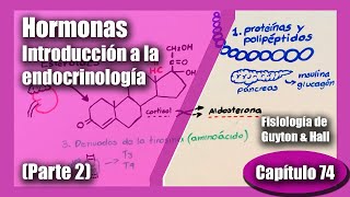 Hormonas  Introducción a la endocrinología  Capítulo 74  Fisiología de Guyton amp Hall Parte 2 [upl. by Anilet108]