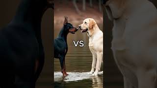 Rottweiler Puppy vs Pitbull puppy  German Shepherd Husky Doberman labrador retriever Pointer [upl. by Cinimmod]