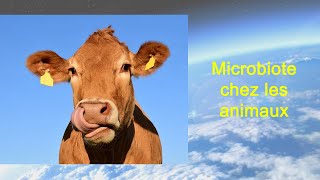 Le microbiote chez les animaux [upl. by Fallon]