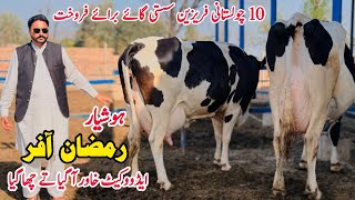 Subhan Dairy Farm  Girlando Cow  Cow For Sale New Video  Dairy Farming Cow  Pk Janwar Mandi [upl. by Binah911]