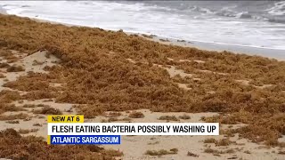 Massive Sargassum algae bloom threatens Florida coast with toxic bacteria [upl. by Inneg]