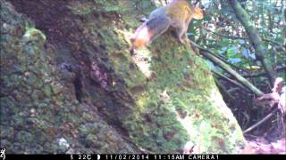 Red Cheeked Rope squirrel [upl. by Herates]