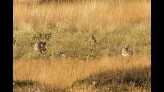 Eurasian Stonecurlew Cavenham Heath Suffolk 2824 [upl. by Hindorff]