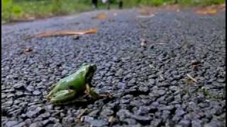 Tree frog Jump Slow motion [upl. by Dahlia556]